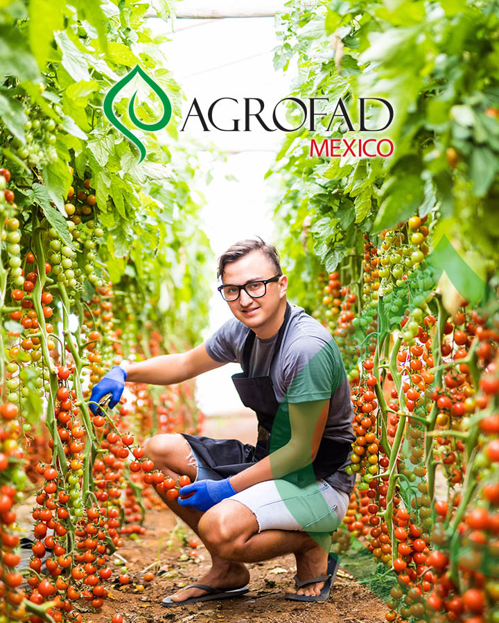 Agrofad Mx Tomate