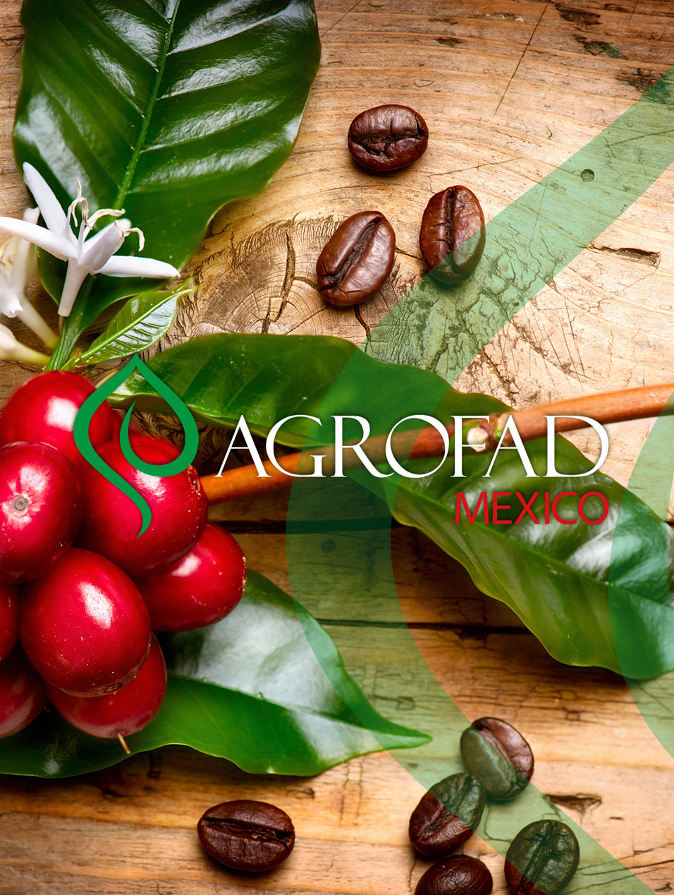 Granos de Cafe con hojas y fruto, logo Agrofad Mx